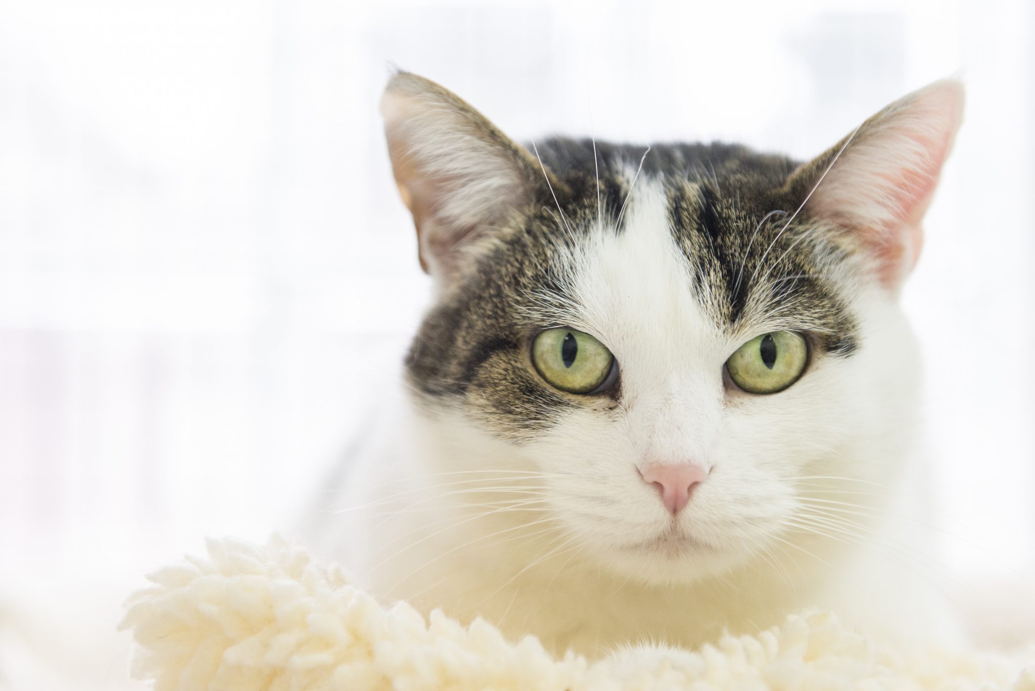 Home Parma Animal Shelter