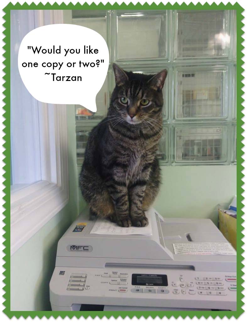 Adopt a Cat from the Parma Animal Shelter.