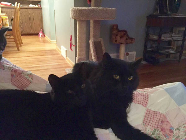 Ninja and Simon