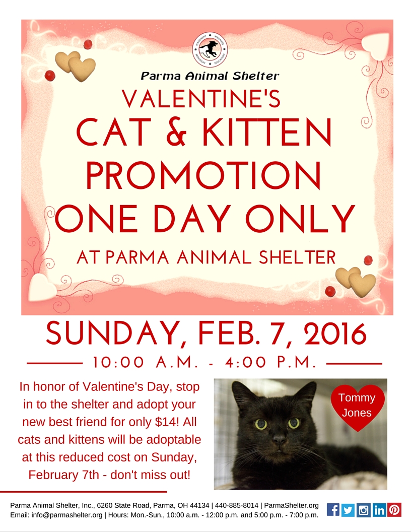 February 2016 Cat and Kitten Promotion Parma Animal Shelter