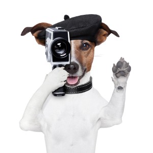 Movie Director Dog