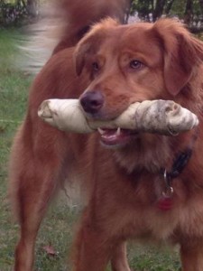 rufus51
