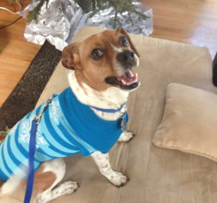 Roo