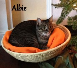 Albert