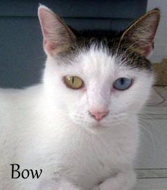 Bow