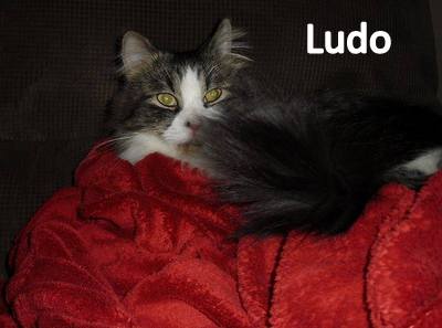 Ludo