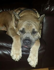 Update: Opie