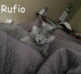 Rufio