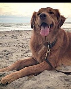rufus