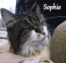 Sophie