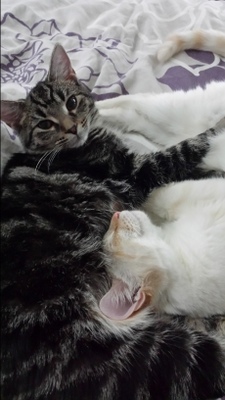 Hunter and Chance