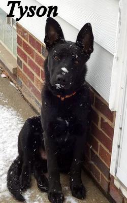 Tyson