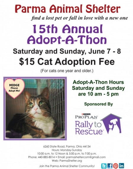 2014 Adopt-A-Thon Cat Adoption Promotion - Parma Animal Shelter