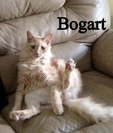 Bogart