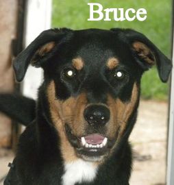 Bruce