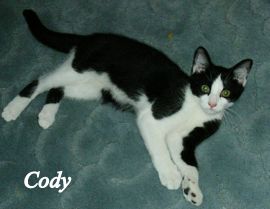 Cody