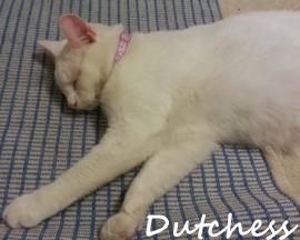 Dutchess