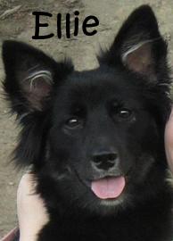 Ellie