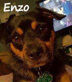 Enzo