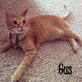 Gus