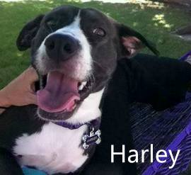 Harley