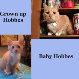 Hobbes