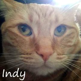 Indy