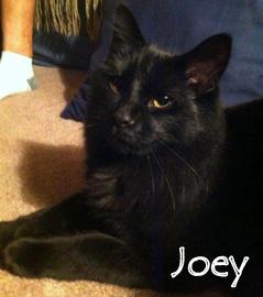 Joey