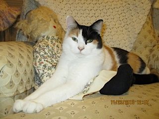Kitty