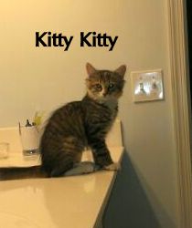 Kitty Kitty