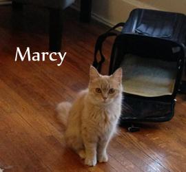 Marcy