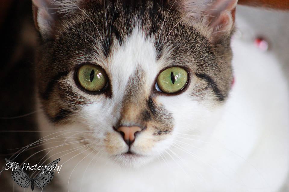 Nala