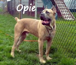 Opie