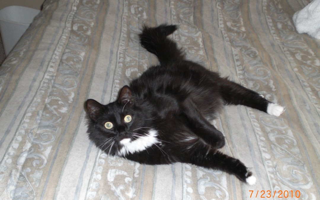 Pepe LePew