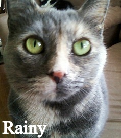 Rainy