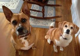 Sarge and Sophie