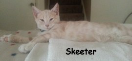 Skeeter