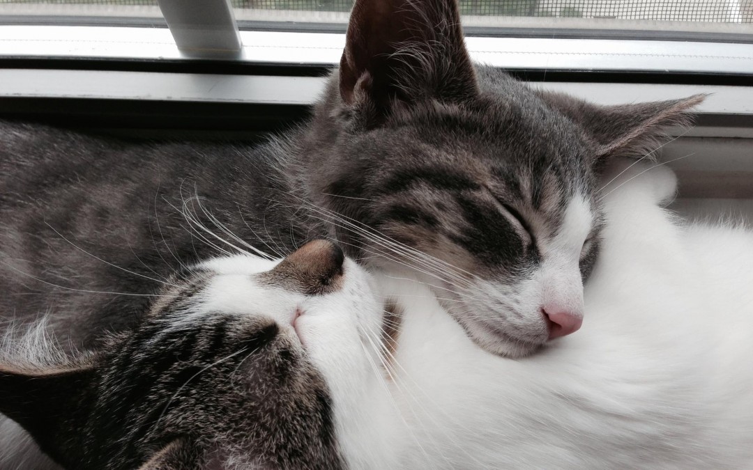 Jagger and Lindy Lou