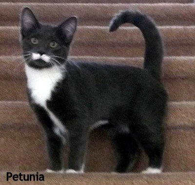 Petunia