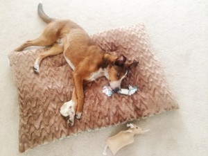 rigby