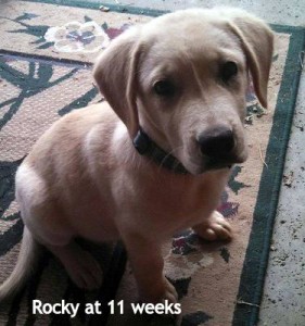 rocky11weeks