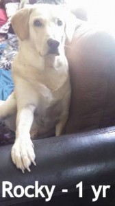 rocky1yr