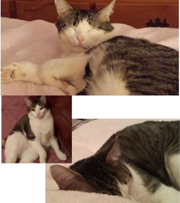 Snuggles (Formerly Coyote)