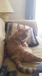 Rudy-PAS-Adopted-Cat