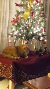 Rudy-PAS-Adopted-Cat.1