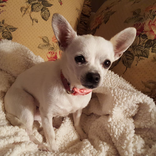 Stella