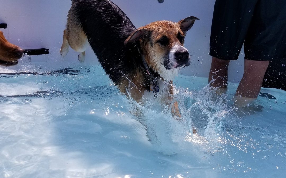 A Big Thanks to All Our Doggie Swim Participants!