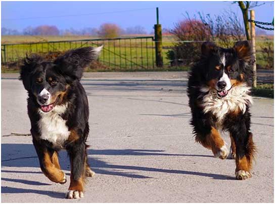 Choosing the Right Dog for You: Tips for Making an Informed Decision