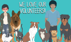 volunteering animal shelter