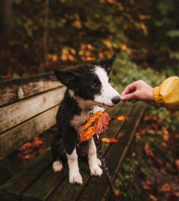 5 Ways to Prepare Your Pet for the Cooler Months Ahead